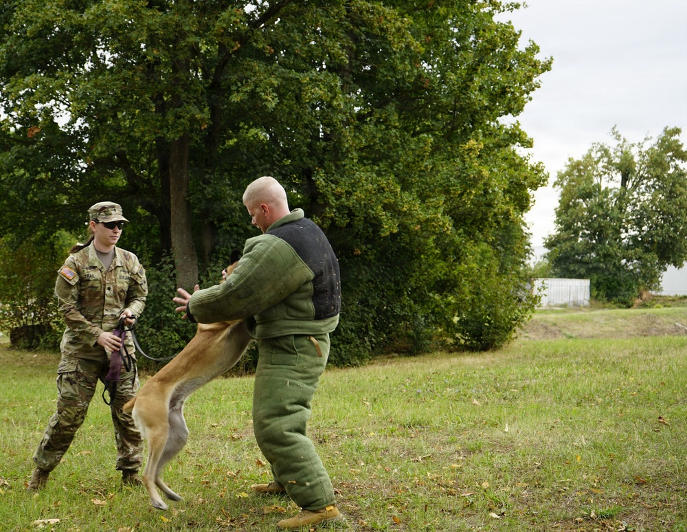 A military working dog (MWD) training exercise is taking place outdoors on a grassy field. A U.S. Army soldier in MultiCam/OCP uniform and patrol cap is handling a dog on a leash while the dog bites or engages a decoy wearing a padded green bite suit. The setting appears to be a training area with trees in the background under an overcast sky.