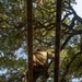 A low-angle upward shot captures a person in military camouflage uniform climbing vertical wooden poles or beams, photographed from directly below. The perspective looks straight up through the structure toward a canopy of large deciduous trees and a blue sky. The image appears to document a military or obstacle course training exercise.