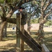 A military service member in OCP (Operational Camouflage Pattern) uniform is navigating a wooden obstacle course structure, appearing to climb over or mount a vertical post with an angled ramp. A second uniformed service member stands in the background holding a clipboard, likely serving as an evaluator or grader. The setting appears to be an outdoor military training area with large oak trees and rubber mulch ground cover.