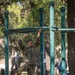 A soldier in camouflage uniform is navigating a military obstacle course, specifically traversing horizontal monkey bars or overhead ladder rungs. The setting appears to be an outdoor military training facility with trees providing shade. Other personnel in military attire are visible in the background observing or waiting.