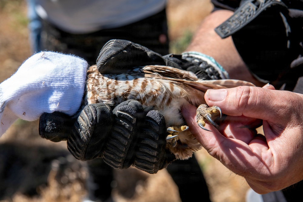 Oregon National Guard Soldiers and civilian employees learn about Eastern Oregon’s Borrowing Owls