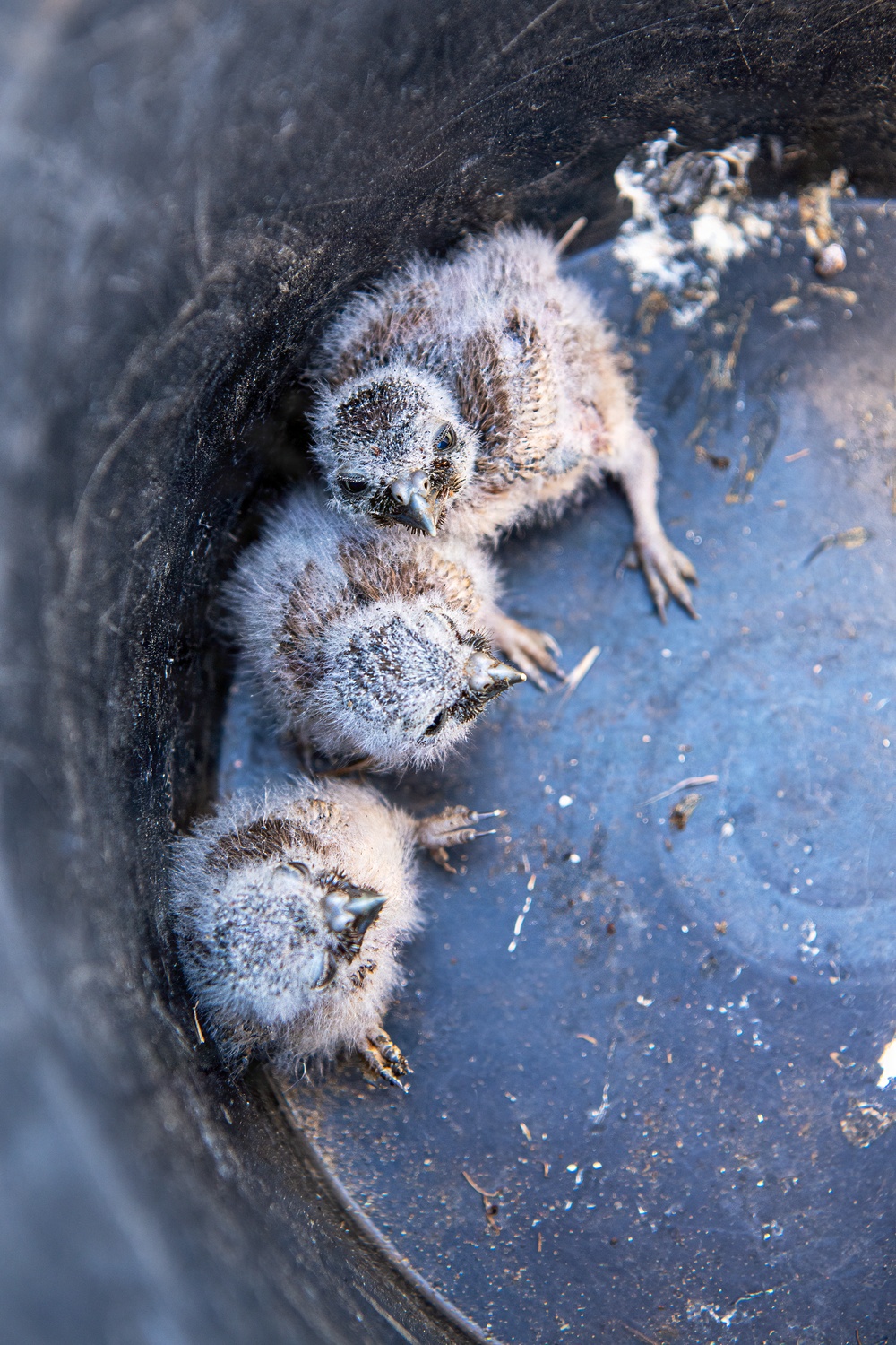 Oregon National Guard Soldiers and civilian employees learn about Eastern Oregon’s Borrowing Owls