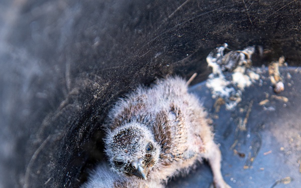 Oregon National Guard Soldiers and civilian employees learn about Eastern Oregon’s Borrowing Owls