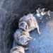 Oregon National Guard Soldiers and civilian employees learn about Eastern Oregon’s Borrowing Owls