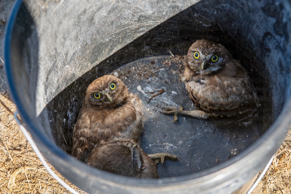 Oregon National Guard Soldiers and civilian employees learn about Eastern Oregon’s Borrowing Owls