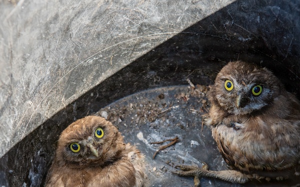 Oregon National Guard Soldiers and civilian employees learn about Eastern Oregon’s Borrowing Owls