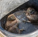 Oregon National Guard Soldiers and civilian employees learn about Eastern Oregon’s Borrowing Owls