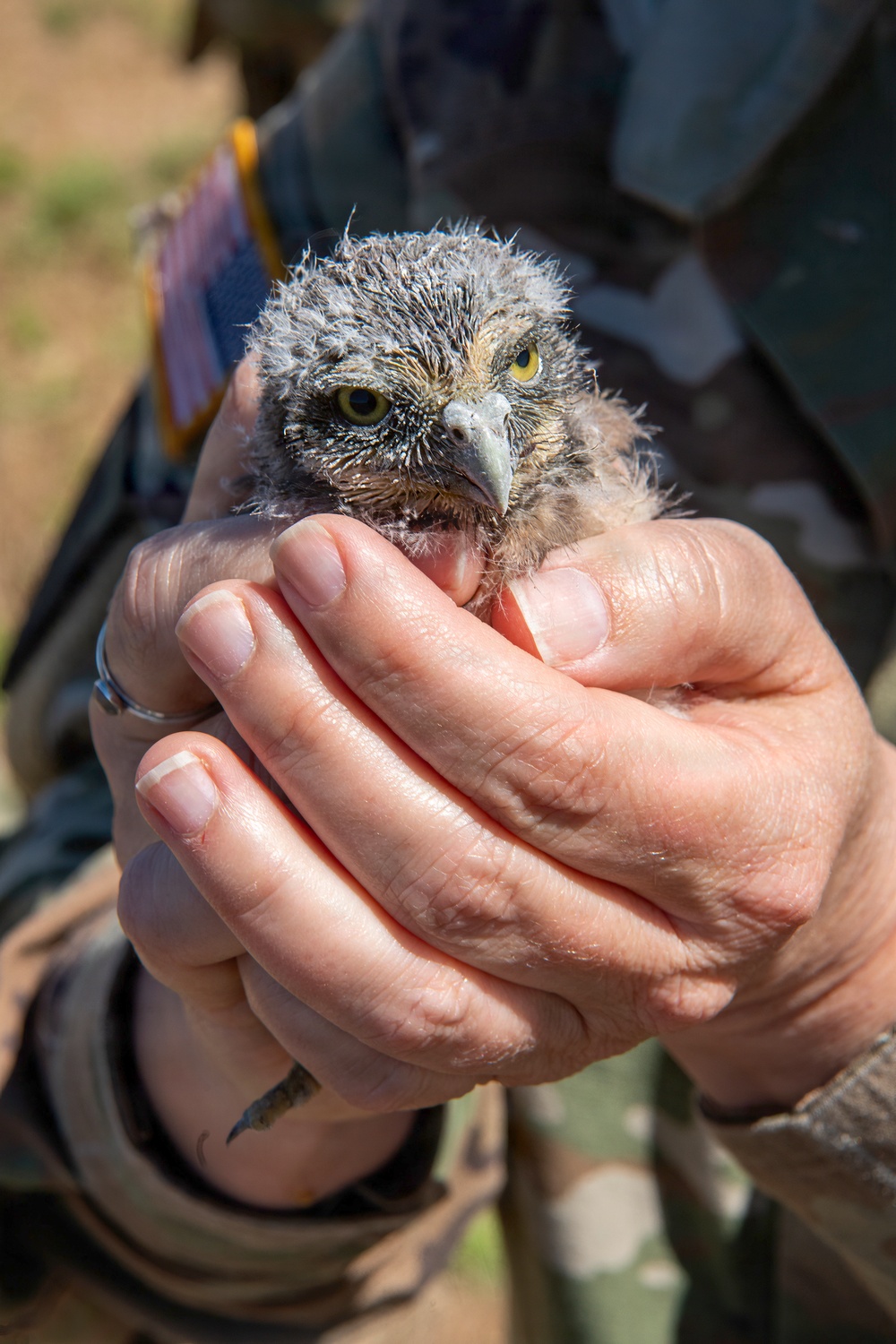Oregon National Guard Soldiers and civilian employees learn about Eastern Oregon’s Borrowing Owls