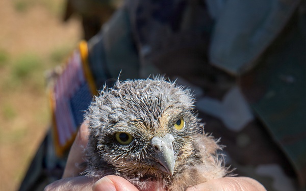 Oregon National Guard Soldiers and civilian employees learn about Eastern Oregon’s Borrowing Owls