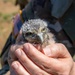Oregon National Guard Soldiers and civilian employees learn about Eastern Oregon’s Borrowing Owls
