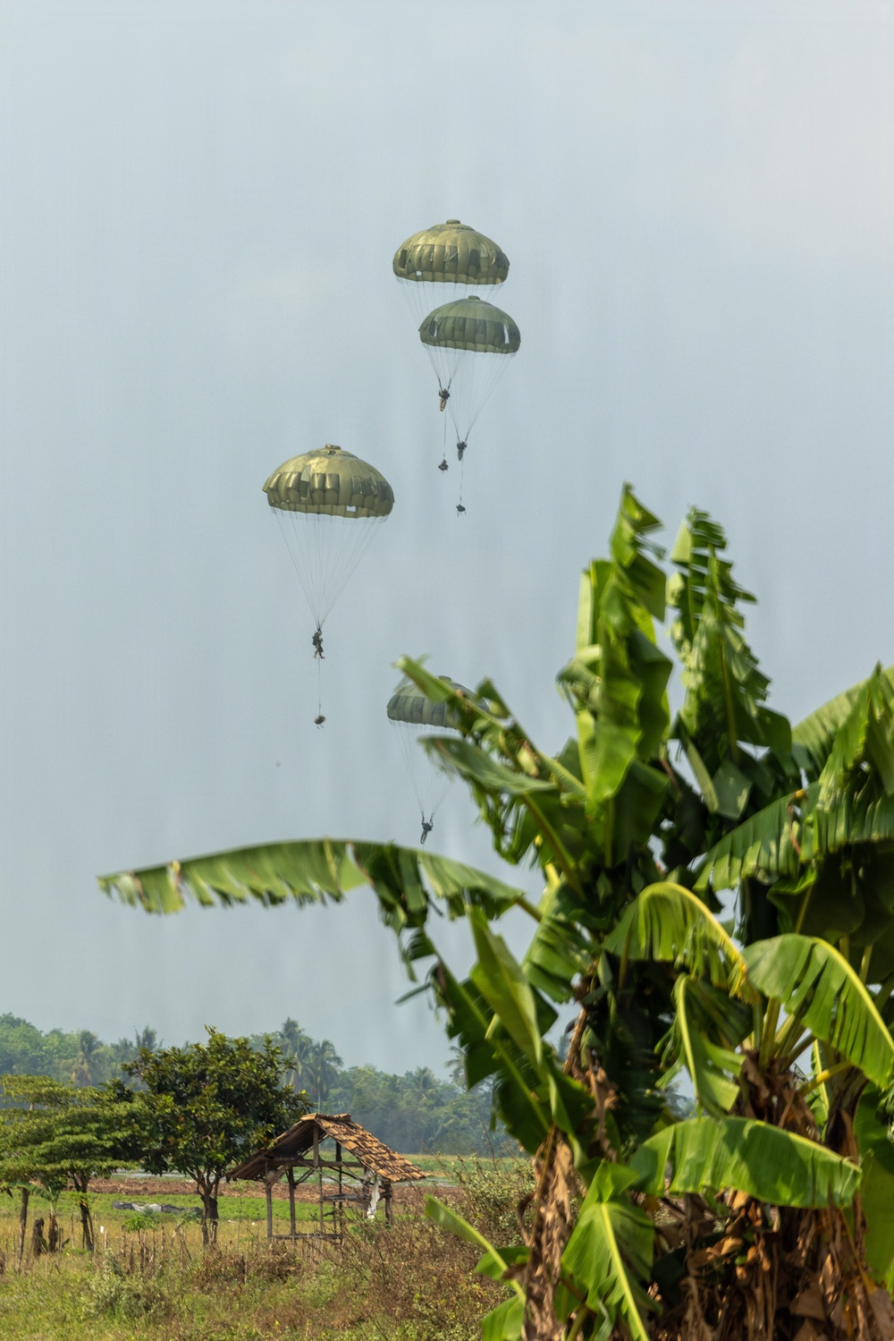 The image shows multiple military paratroopers descending with olive-green round parachutes over a tropical rural landscape. At least four parachutes with suspended figures are visible at varying altitudes, suggesting a sequential jump from an aircraft. The setting features banana trees in the foreground, a small thatched shelter, open grassland, and dense tropical vegetation in the background.