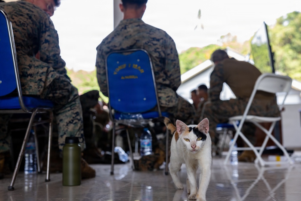 A calico/tricolor cat walks confidently across a concrete floor in the foreground while several military personnel in MARPAT camouflage uniforms sit on blue and white folding chairs in the background. The setting appears to be an open-air covered structure, possibly during a field exercise or briefing. The cat appears to be a local or stray animal that has wandered into the military area.