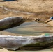 The image shows a portable, collapsible fabric water storage tank or bladder partially filled with murky water, situated on dry, sandy ground. A blue hose and a green fitting are visible connecting to the tank, suggesting active water supply or transfer operations. The tank appears weathered and heavily used, with visible dirt, algae, and wear on its fabric walls.