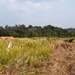 A rural agricultural field with tall grass and a dirt path running along the right side. On the left, a shooting target (bullseye) is mounted on a post among the vegetation, with a red-roofed structure visible in the background. The scene is set against a backdrop of dense tropical or subtropical trees under a partly cloudy sky.