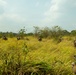A group of military personnel in camouflage uniforms are conducting a patrol or field exercise through tall grassland terrain with scattered trees and shrubs. The soldiers are spread out in a tactical formation moving away from the camera's perspective. The environment appears to be a tropical or subtropical savanna-like landscape under a partly cloudy sky.