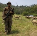 A soldier in camouflage uniform and tactical gear stands in a grassy field holding a rifle, smiling at the camera. Behind him, a flock of sheep grazes on the hillside near a wooden fence structure. The setting appears to be a rural, tropical or subtropical area with dense green forest in the background.