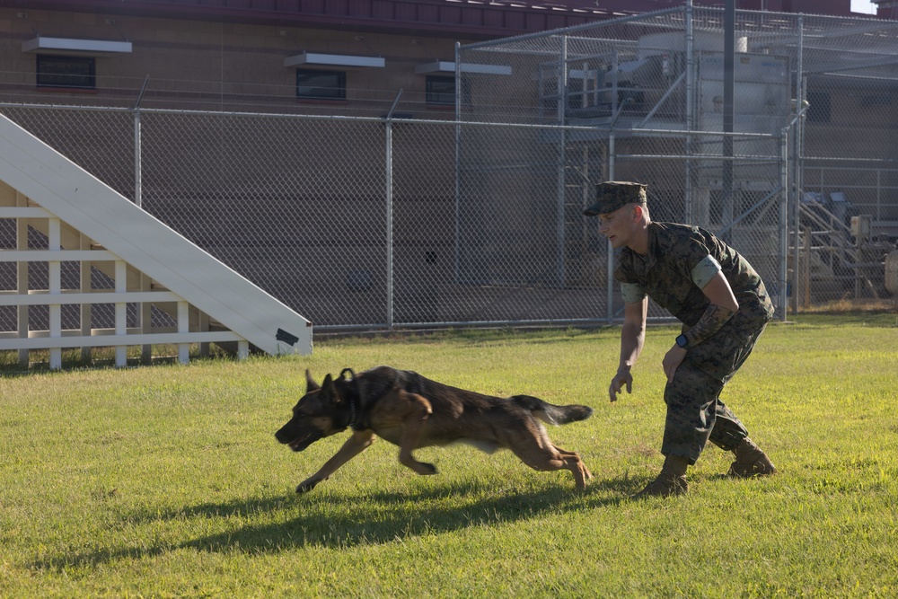 A military service member in camouflage uniform is working with a military working dog (MWD) on a grassy training area. The dog, appearing to be a German Shepherd, is running at low speed in a crouched position while the handler leans forward in a ready stance. The setting appears to be a military K-9 training facility with chain-link fencing and kennels visible in the background.