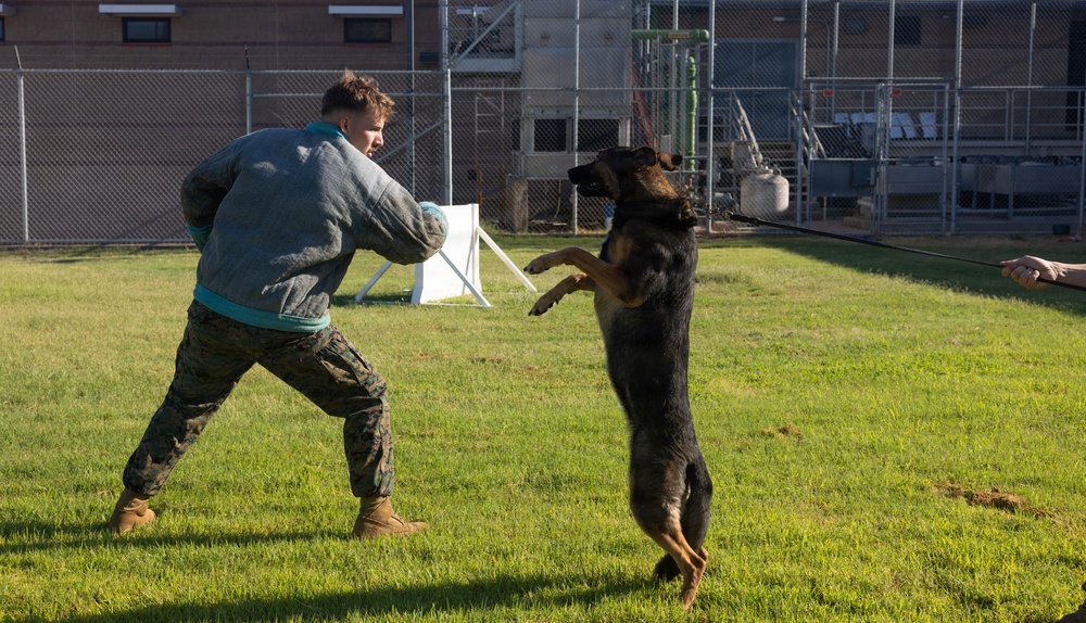 A military K9 training exercise is taking place on a grass field at what appears to be a military installation. A person wearing a padded protection suit and military camouflage pants is acting as a decoy while a German Shepherd dog lunges upright on its hind legs toward them. A handler is visible at the right edge of the frame holding the dog's leash.