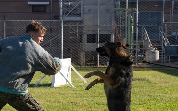 Military Working Dog Handler Conducts Bite Training Exercise at K-9 Facility