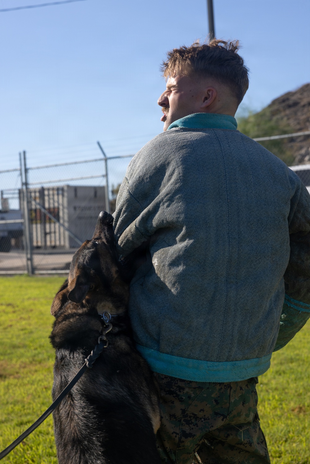 A person wearing a padded bite suit jacket and military camouflage pants is being bitten on the back by a dark-colored German Shepherd during what appears to be a military or law enforcement K9 training exercise. The dog is on a leash and actively biting the protective padding on the handler's back. The setting is an outdoor grassy area with a chain-link fence and utility structures visible in the background.