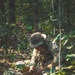 A soldier in full camouflage gear is crouched low in a dense jungle or forest environment. The individual appears to be operating a handheld radio or communication device while positioned among undergrowth and leaf litter. The scene suggests a military field exercise or operational patrol in a tropical woodland setting.