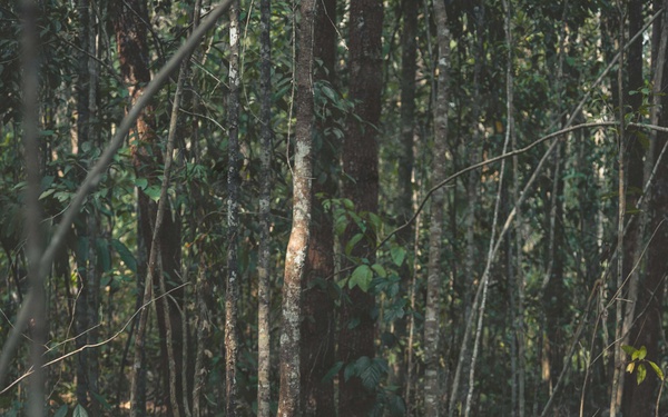 Two armed personnel in full camouflage gear are moving through a dense tropical or subtropical forest environment. Both individuals wear boonie hats and carry rifles, with one displaying what appears to be a US flag patch on their sleeve. The setting and equipment suggest a military patrol, training exercise, or special operations activity in a jungle terrain.
