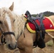 U.S. Marine Corps Mounted Color Guard presents the colors for the Big Bear Rodeo