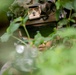 A soldier or military personnel is partially concealed among dense green foliage, wearing full tactical gear including a camouflaged helmet with a mounted accessory and dark protective eyewear. The subject appears to be in a surveillance or observation posture, blending into the natural environment. The shallow depth of field and foreground vegetation create a layered, partially obscured composition.