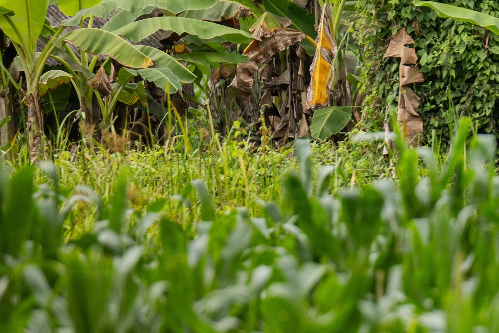 The image shows a lush, mixed tropical garden or smallholder farm with multiple layers of vegetation. In the foreground, blurred maize (corn) plants are visible, while the background reveals banana trees with both green and dried/dead leaves. The scene suggests an intercropped or agroforestry-style plot with dense, varied plant growth.