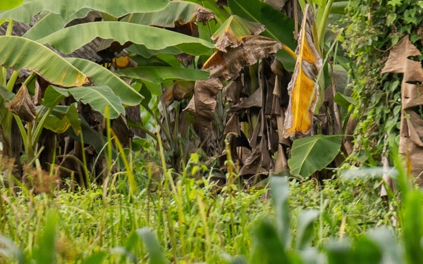 The image shows a lush, mixed tropical garden or smallholder farm with multiple layers of vegetation. In the foreground, blurred maize (corn) plants are visible, while the background reveals banana trees with both green and dried/dead leaves. The scene suggests an intercropped or agroforestry-style plot with dense, varied plant growth.
