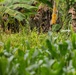 The image shows a lush, mixed tropical garden or smallholder farm with multiple layers of vegetation. In the foreground, blurred maize (corn) plants are visible, while the background reveals banana trees with both green and dried/dead leaves. The scene suggests an intercropped or agroforestry-style plot with dense, varied plant growth.