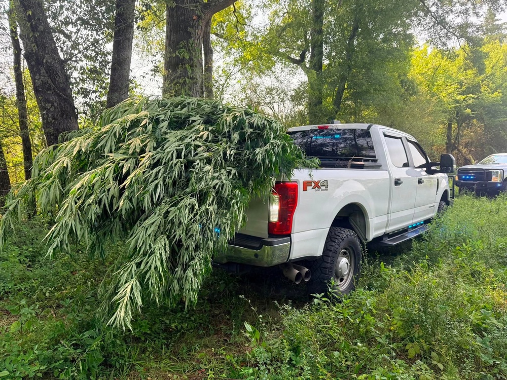 A white Ford F-250 FX4 pickup truck is parked in a wooded, grassy area with its truck bed loaded with large cut plant stalks with broad leaves overhanging the tailgate. In the background, a second vehicle with visible blue emergency lights is present. The scene appears to be an outdoor law enforcement operation based on the presence of the emergency vehicle.