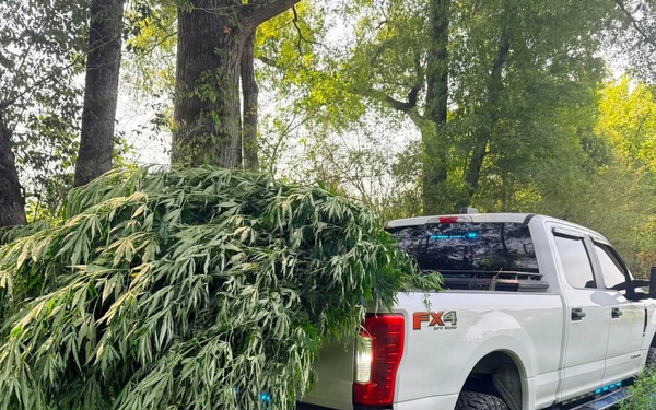Marijuana in bed of truck