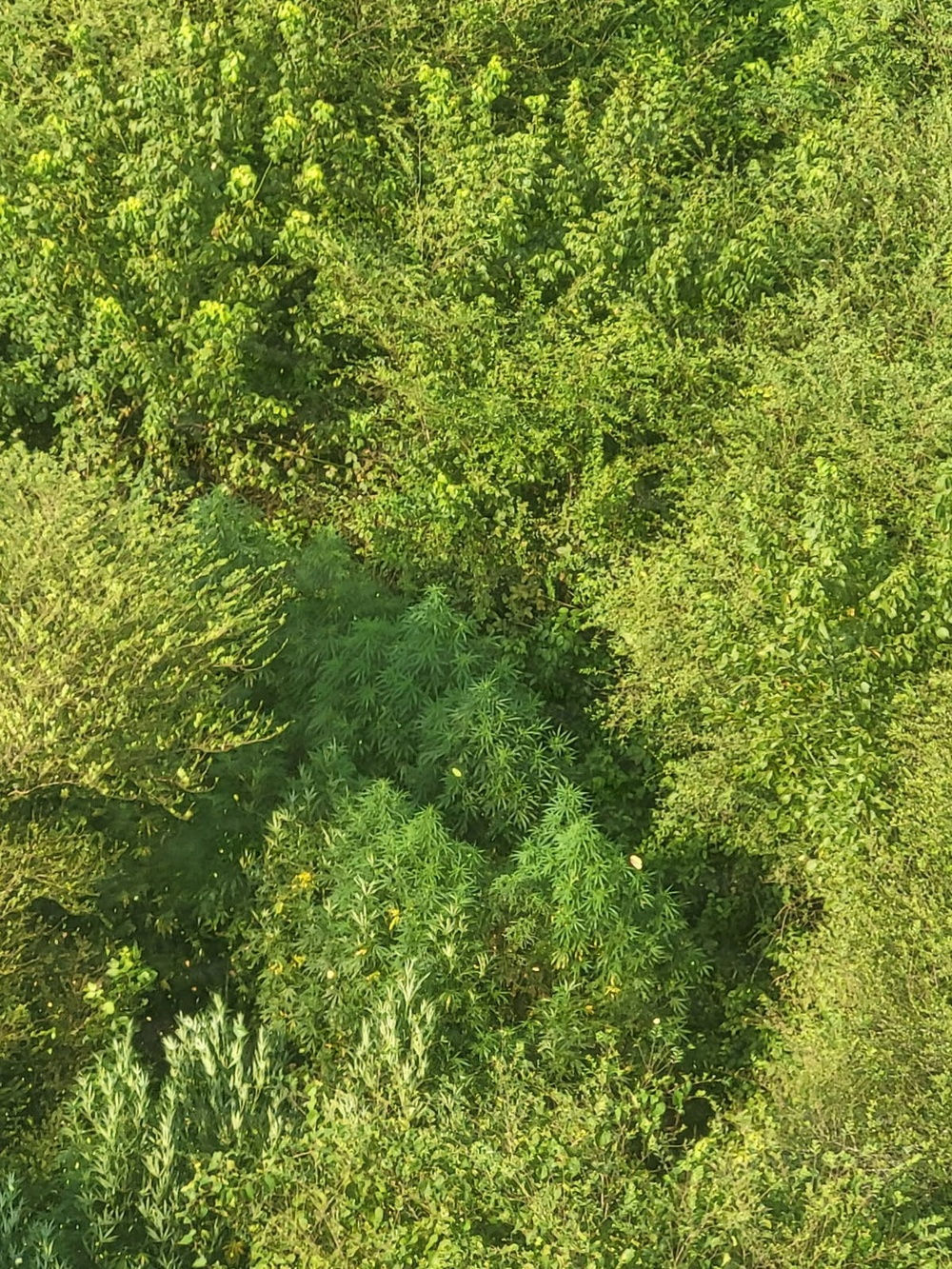 An aerial or elevated view of dense mixed vegetation showing various plant species growing together in what appears to be a wild or uncultivated area. The image captures a variety of green plants at different heights and growth stages, with sunlight illuminating portions of the canopy. Several distinct plant types are visible, including what appear to be tall herbaceous plants with narrow leaflets in the center of the frame.