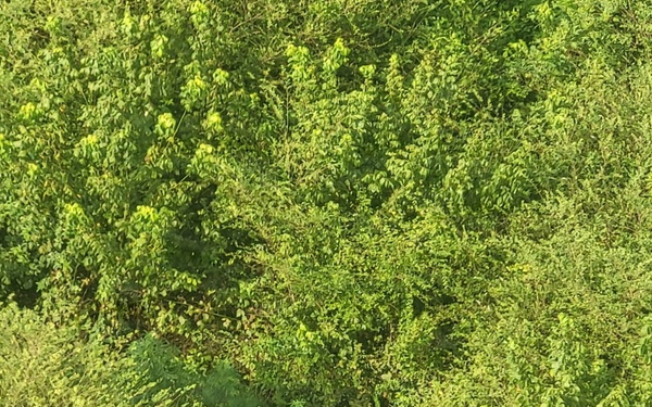 Surveillance from Georgia Army National Guard's UH-72
