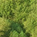 An aerial or elevated view of dense mixed vegetation showing various plant species growing together in what appears to be a wild or uncultivated area. The image captures a variety of green plants at different heights and growth stages, with sunlight illuminating portions of the canopy. Several distinct plant types are visible, including what appear to be tall herbaceous plants with narrow leaflets in the center of the frame.