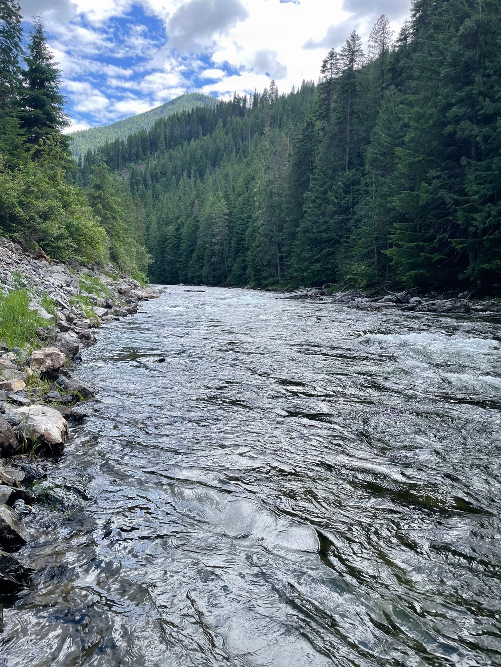 A fast-moving mountain river flows through a densely forested valley flanked by conifer-covered slopes. The river displays active whitewater rapids and riffles, with a rocky shoreline visible on the left bank. A forested mountain peak is visible in the background under a partly cloudy sky.
