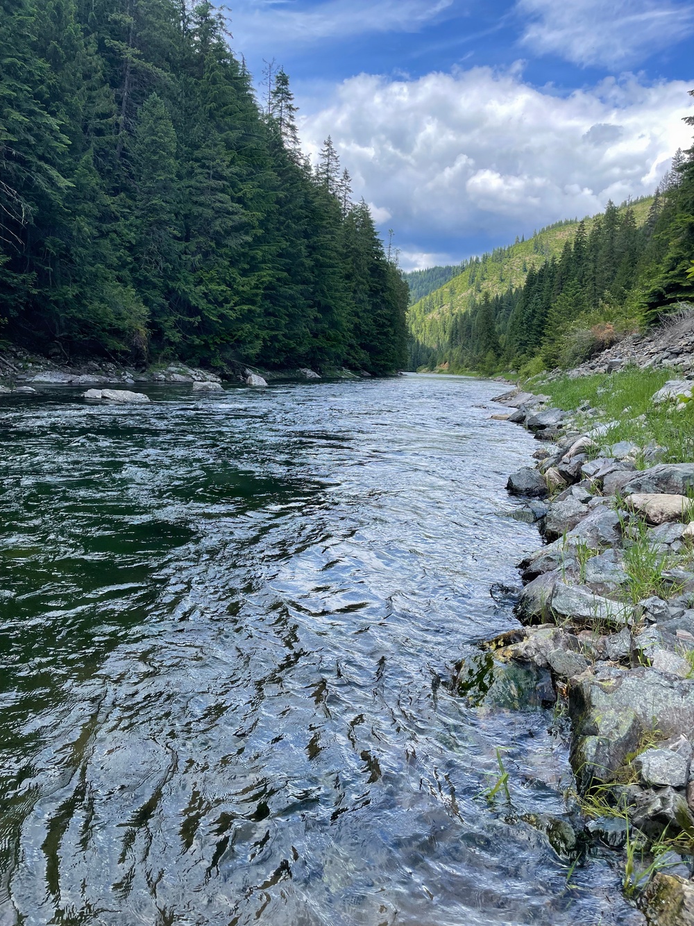 A clear, fast-moving river flows through a forested mountain valley flanked by dense coniferous trees on both sides. The foreground shows a rocky shoreline with green grass, while the river curves gently into the distance beneath a partly cloudy blue sky. The scene suggests a remote, wilderness setting likely in the Pacific Northwest or Northern Rocky Mountain region.