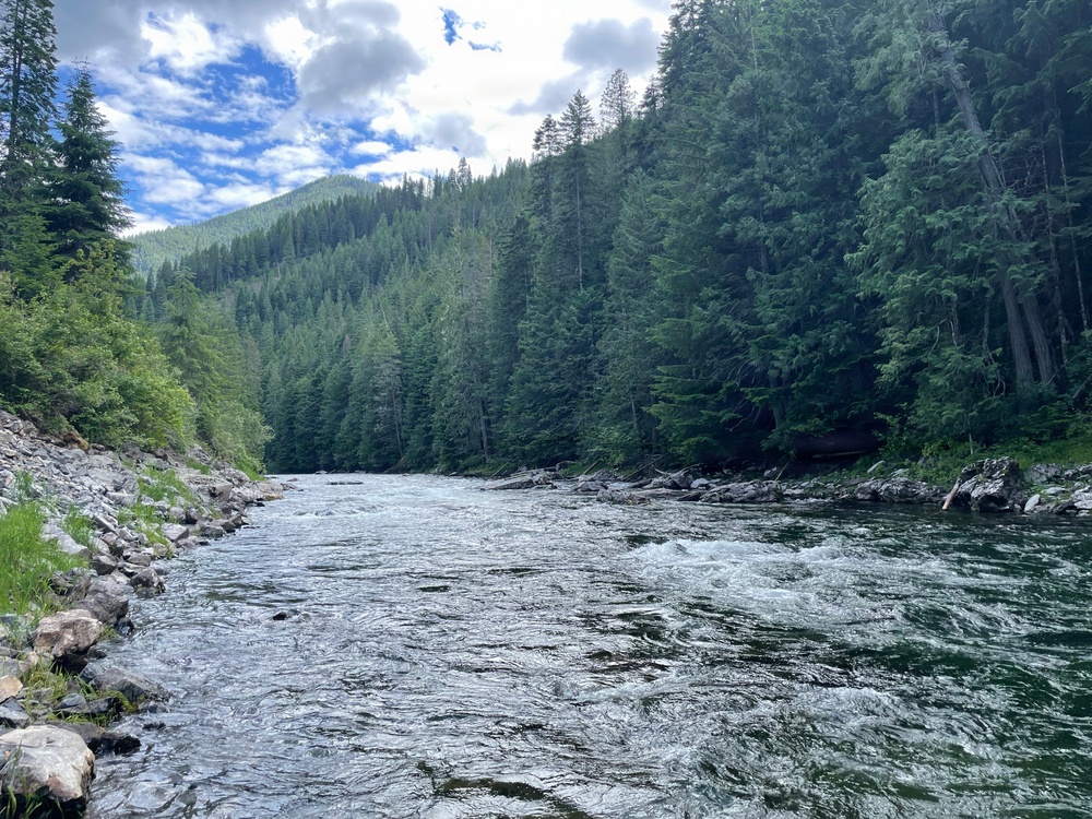 A fast-moving mountain river flows through a dense coniferous forest, with rocky shorelines on both sides. The scene depicts a wild, undisturbed natural landscape with forested hillsides rising in the background. The water shows visible white-water turbulence, suggesting a strong current over a rocky riverbed.