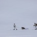 Two individuals in white winter camouflage gear are cross-country skiing across a flat, snow-covered terrain under an overcast sky. The lead skier is pulling a loaded pulk (sled) behind them using a tow line. The scene suggests a military arctic training exercise or polar expedition.