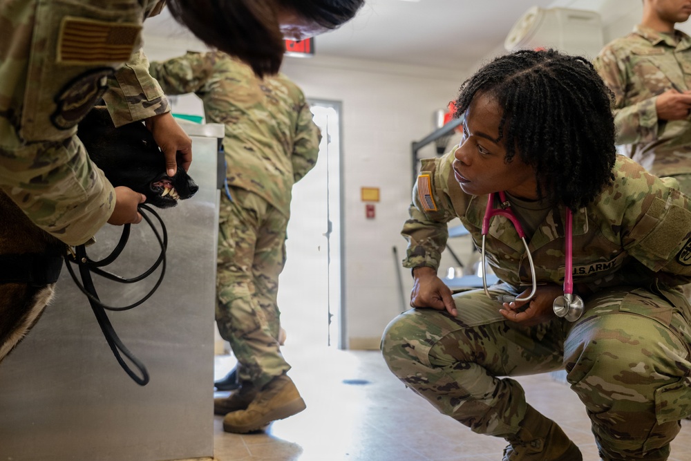 A U.S. Army soldier wearing a pink stethoscope crouches down to examine an animal, likely a military working dog, in what appears to be a veterinary or medical facility. Several other soldiers in OCP (Operational Camouflage Pattern) uniforms are present, with one holding the animal's leash and head. The setting suggests a military veterinary examination or training exercise.