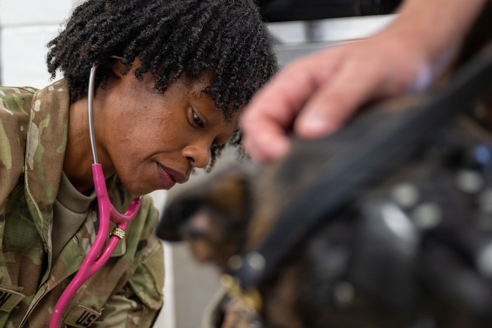 A U.S. military service member in MultiCam/OCP camouflage uniform is using a pink stethoscope to examine what appears to be a military working dog wearing a muzzle. A second person's hand is visible steadying the dog during the examination. The image appears to document a veterinary or medical check of a military working dog.