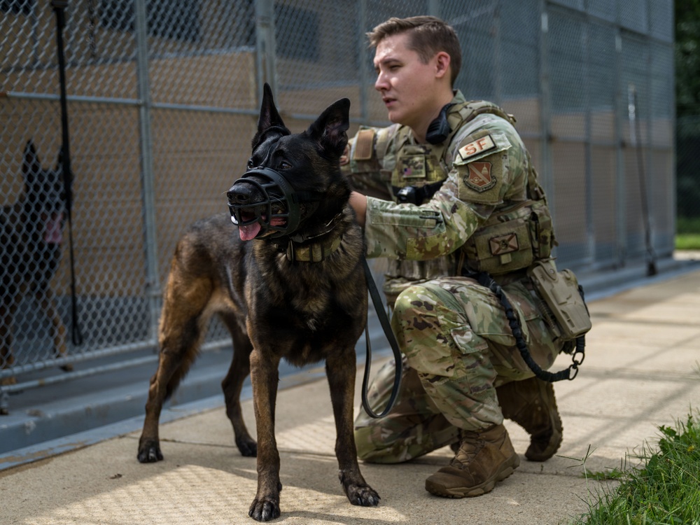A U.S. Air Force Security Forces (SF) airman in full OCP (Operational Camouflage Pattern) uniform kneels beside a military working dog, likely a Belgian Malinois, wearing a black muzzle and leash. The setting appears to be a military kennel facility with chain-link fencing visible in the background. The airman is interacting closely with the dog in what appears to be a handler-dog bonding or demonstration moment.