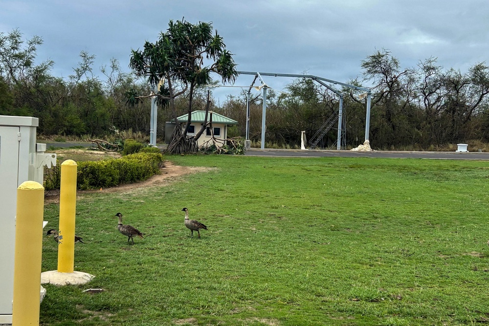The image shows a grassy area, likely near a facility entrance or checkpoint, with visible storm or wind damage including downed trees and debris. Two geese, appearing to be Nēnē (Hawaiian geese), are walking on the lawn in the foreground. The scene suggests post-storm conditions with overcast skies and structural damage visible in the background.
