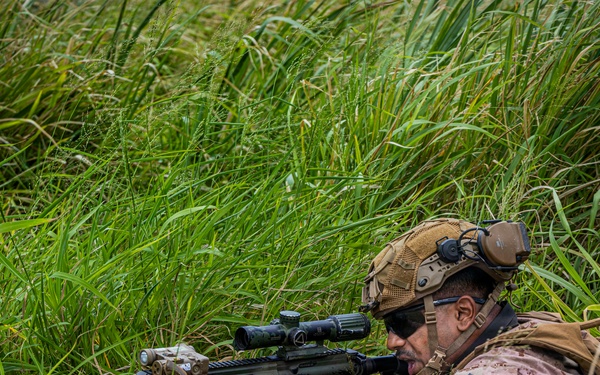 A military service member in desert MARPAT camouflage is in a prone firing position concealed within tall green grass. The individual is aiming a rifle equipped with an optical scope and tactical accessories. The setting appears to be a field training exercise or operational environment.