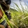 U.S. Marines with 3rd LCT participate in a live-fire basic skills package A soldier in tactical military gear is positioned low in tall grass, aiming a rifle equipped with an optical scope. The image is taken from ground level, emphasizing the concealment position within the vegetation. The setting appears to be an outdoor field environment with hills and a partly cloudy sky visible in the background.