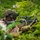 U.S. Marines with 3rd LCT participate in a live-fire basic skills package A soldier in full tactical gear is positioned prone in dense vegetation, aiming a rifle equipped with an optical scope. The individual is wearing desert camouflage uniform, a tactical helmet with accessories, and protective gloves. The setting appears to be a lush, green outdoor environment, consistent with a training exercise or field operation.