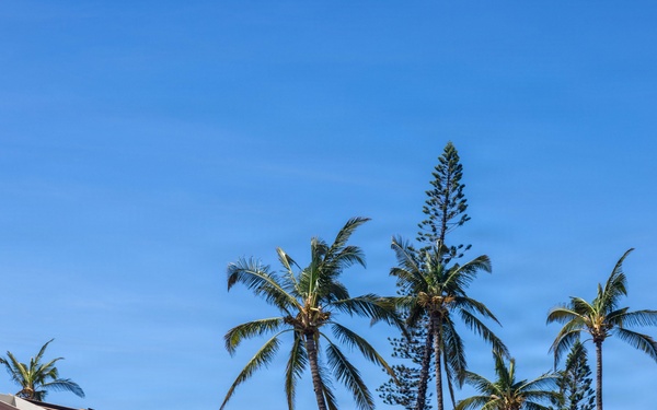 The image shows a building with significant storm or wind damage to its roof, with shingles torn away and roofing material visibly peeled back. The structure appears to be located in a tropical or subtropical environment, evidenced by the palm trees and Norfolk Island pines visible in the background. The damage suggests the aftermath of a severe weather event such as a hurricane or strong windstorm.