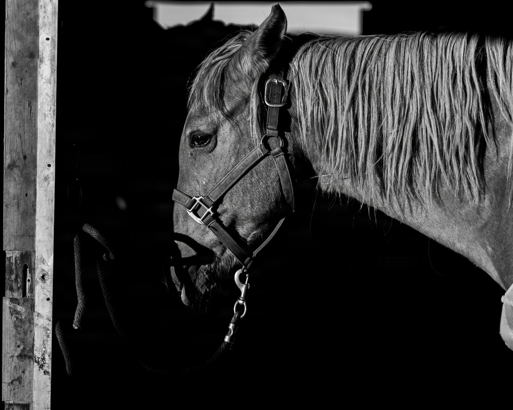 U.S. Marine Corps Mounted Color Guard Operations