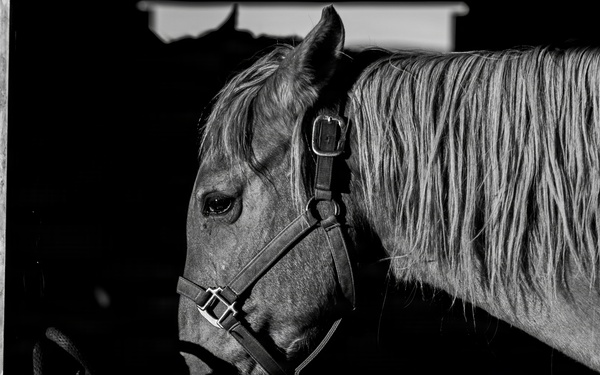 U.S. Marine Corps Mounted Color Guard Operations